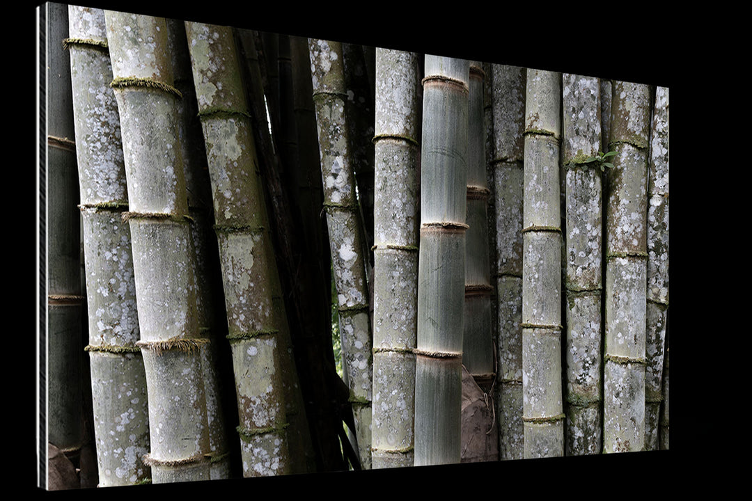 La Résilience des Bambous - islandpics
