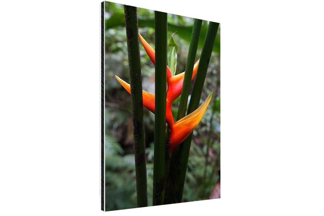 Fleur d'Héliconia dans son écrin forestier