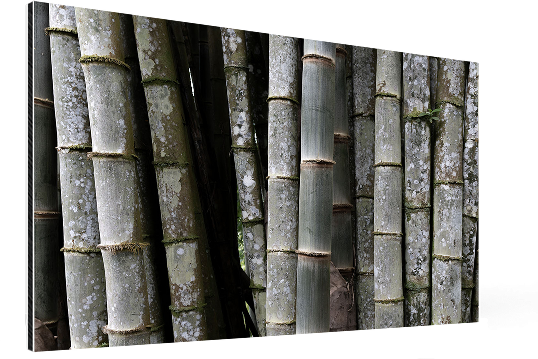 La Résilience des Bambous