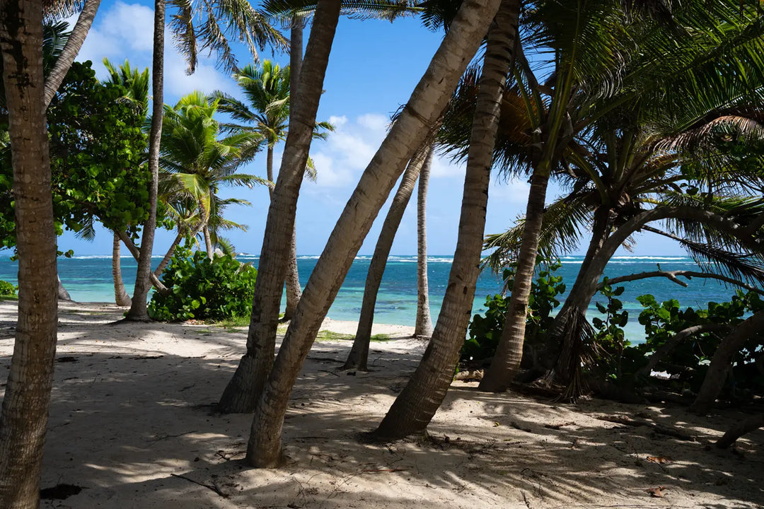Anse Charpentier, a wild beach