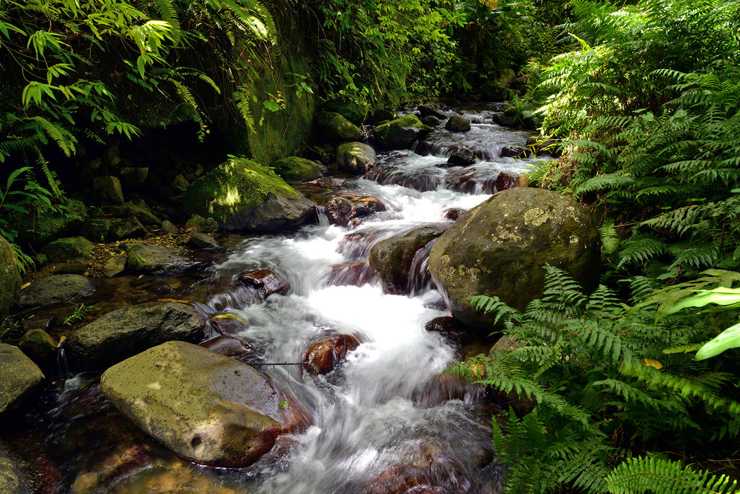 Echos de la Forêt