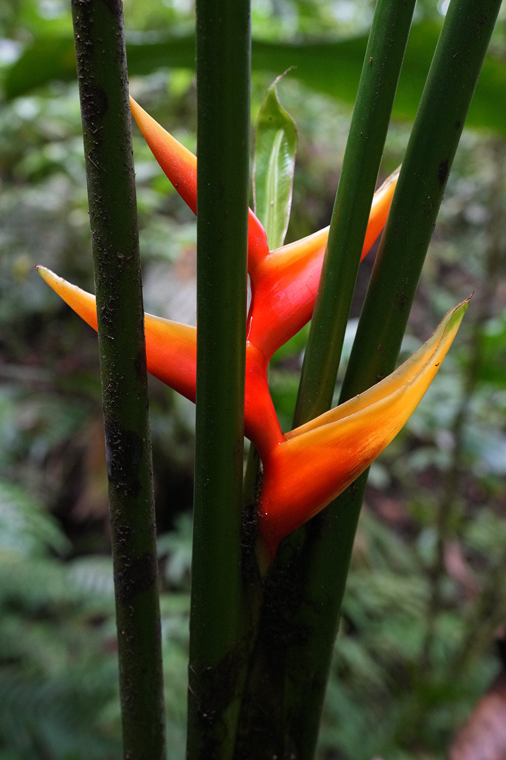 Fleur d'Héliconia dans son écrin forestier