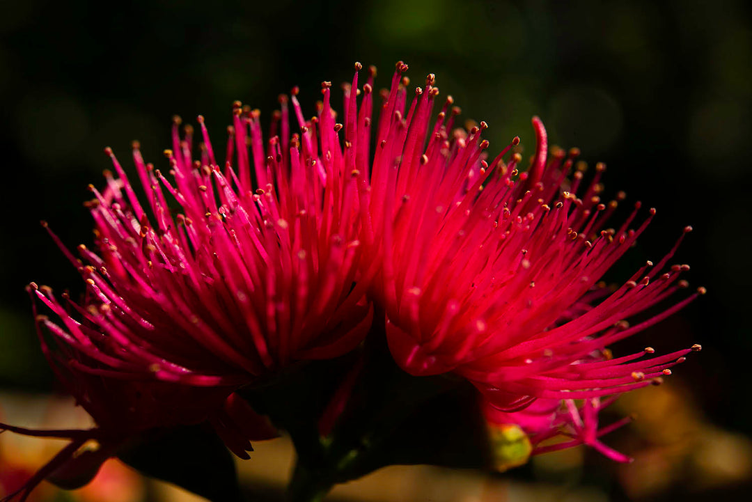 Fleur de Pomme d'Eau