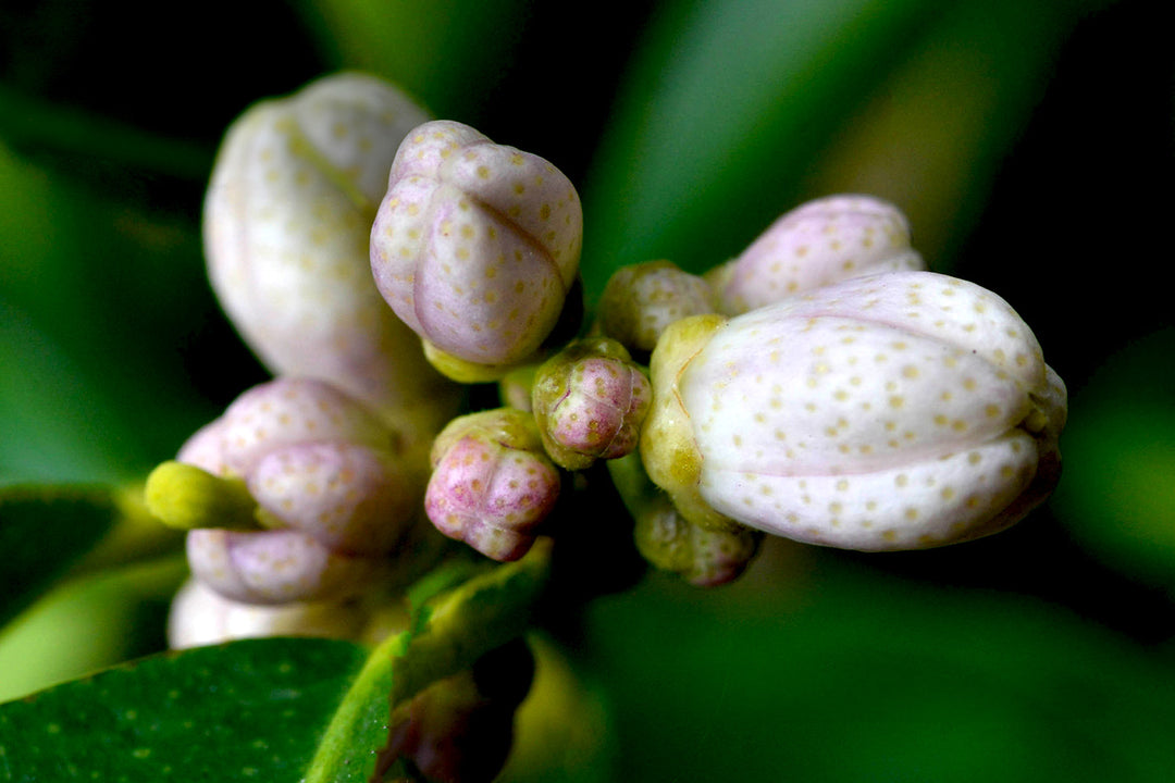 La Beauté méconnue de la Fleur de Citronnier