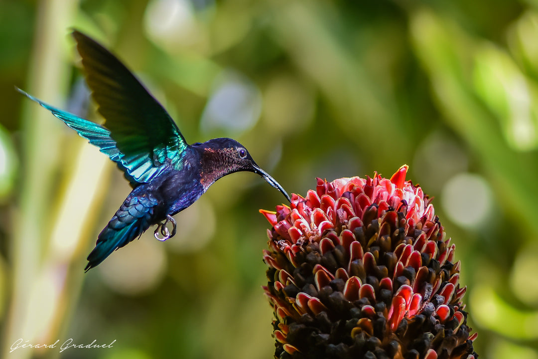 La Voltige Gourmande du Colibri