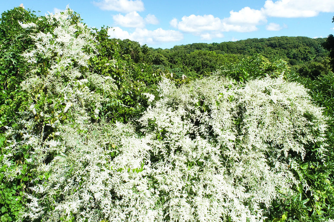 Le Muguet antillais, un Noël blanc et parfumé