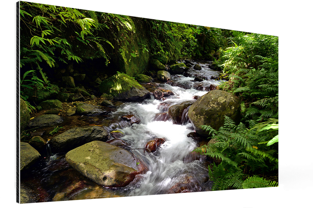 Echos de la Forêt