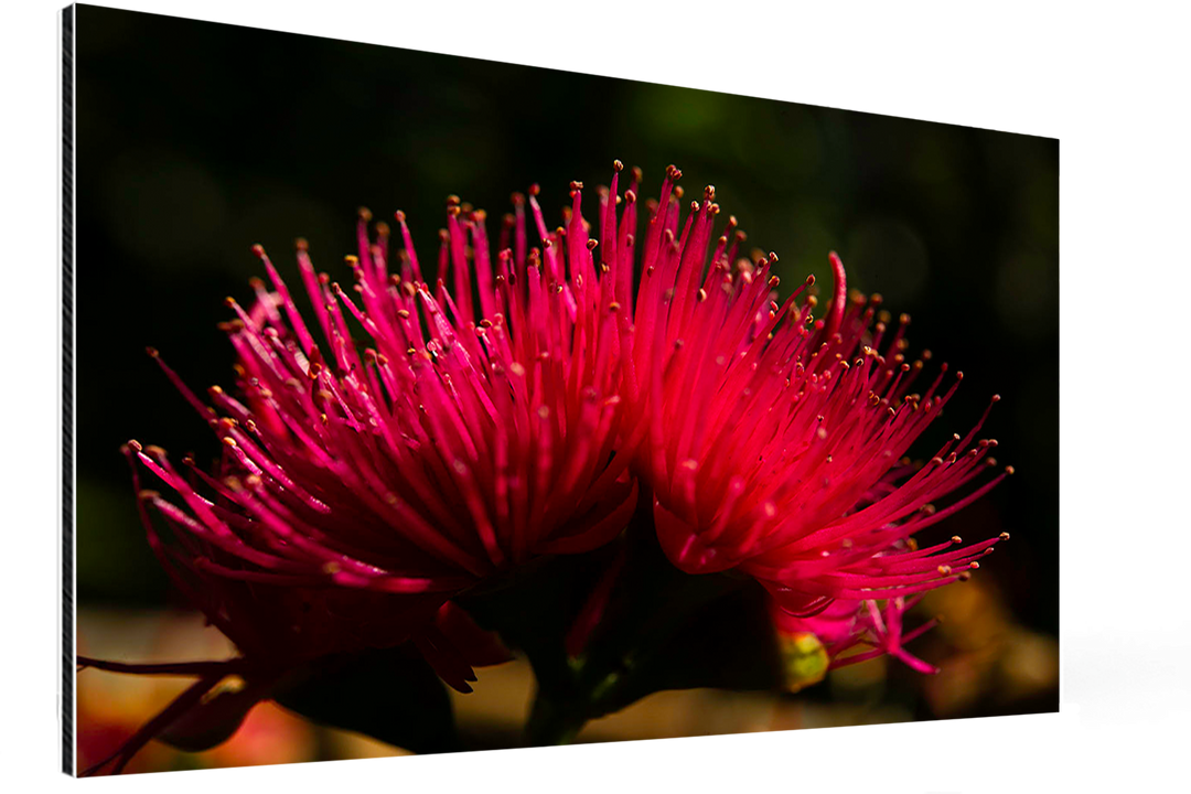 Fleur de Pomme d'Eau