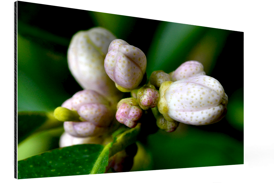 La Beauté méconnue de la Fleur de Citronnier