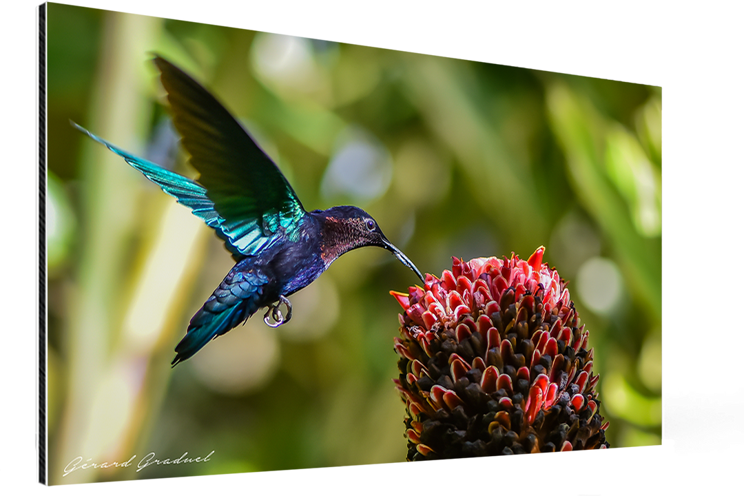 La Voltige Gourmande du Colibri