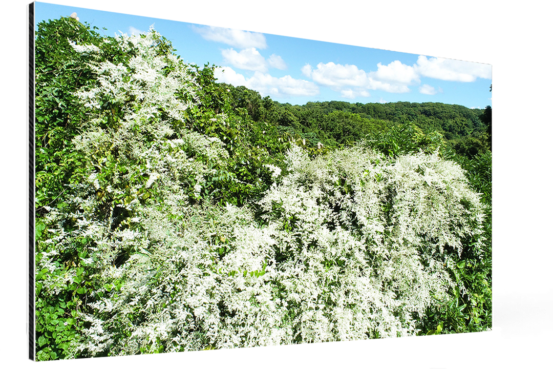 Le Muguet antillais, un Noël blanc et parfumé